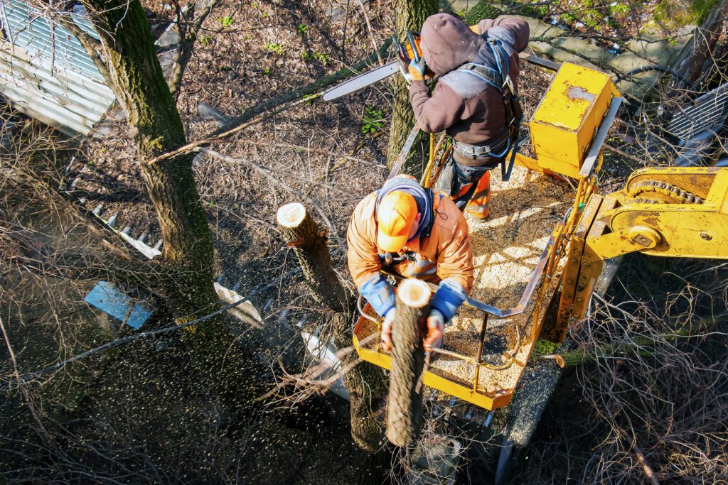 Two men trimming trees